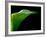 Majestic Leaf 1-Doug Chinnery-Framed Photographic Print