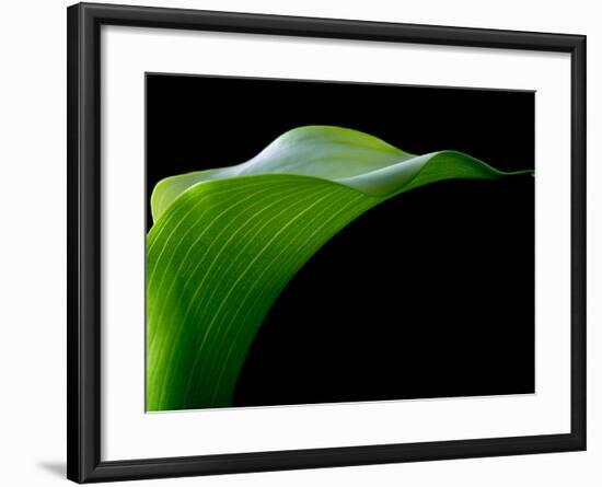 Majestic Leaf 1-Doug Chinnery-Framed Photographic Print