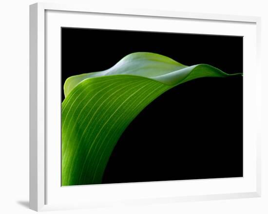 Majestic Leaf 1-Doug Chinnery-Framed Photographic Print