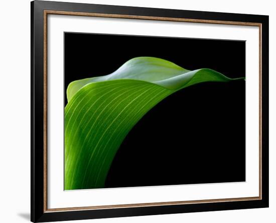 Majestic Leaf 1-Doug Chinnery-Framed Photographic Print