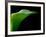 Majestic Leaf 1-Doug Chinnery-Framed Photographic Print