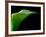 Majestic Leaf 1-Doug Chinnery-Framed Photographic Print