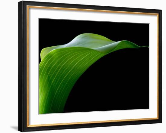 Majestic Leaf 1-Doug Chinnery-Framed Photographic Print