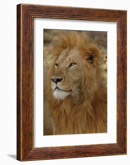 Majestic Lion-Martin Fowkes-Framed Giclee Print