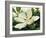 Majestic Magnolia-Julia Purinton-Framed Art Print