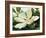 Majestic Magnolia-Julia Purinton-Framed Art Print
