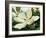 Majestic Magnolia-Julia Purinton-Framed Art Print