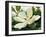 Majestic Magnolia-Julia Purinton-Framed Art Print
