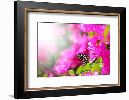 Majestic Morning Scene With Butterfly Feeding On Nectar Of A Bouganvillea Flower With Sunrays-smarnad-Framed Photographic Print