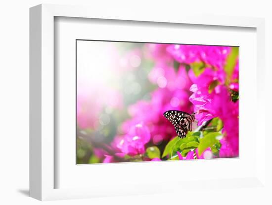 Majestic Morning Scene With Butterfly Feeding On Nectar Of A Bouganvillea Flower With Sunrays-smarnad-Framed Photographic Print