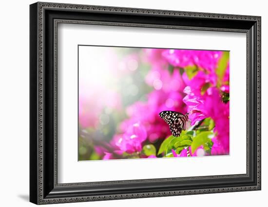 Majestic Morning Scene With Butterfly Feeding On Nectar Of A Bouganvillea Flower With Sunrays-smarnad-Framed Photographic Print