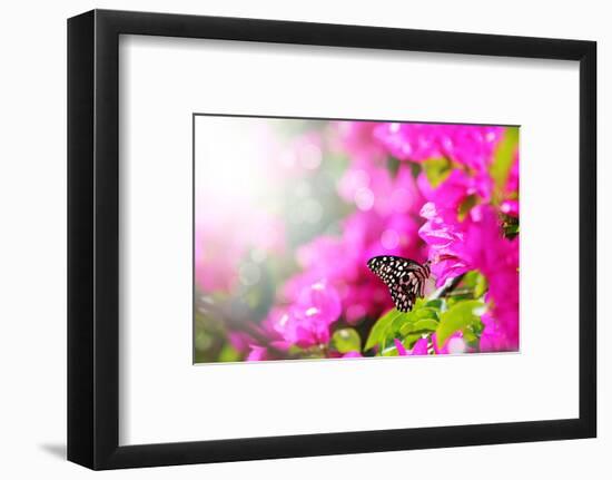 Majestic Morning Scene With Butterfly Feeding On Nectar Of A Bouganvillea Flower With Sunrays-smarnad-Framed Photographic Print