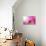 Majestic Morning Scene With Butterfly Feeding On Nectar Of A Bouganvillea Flower With Sunrays-smarnad-Photographic Print displayed on a wall