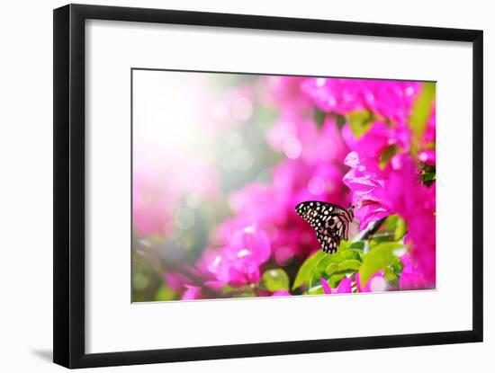 Majestic Morning Scene With Butterfly Feeding On Nectar Of A Bouganvillea Flower With Sunrays-smarnad-Framed Photographic Print