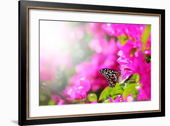 Majestic Morning Scene With Butterfly Feeding On Nectar Of A Bouganvillea Flower With Sunrays-smarnad-Framed Photographic Print