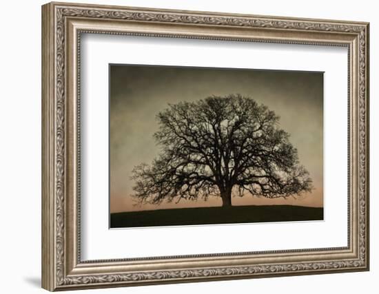 Majestic Oak-David Winston-Framed Giclee Print