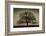 Majestic Oak-David Winston-Framed Giclee Print
