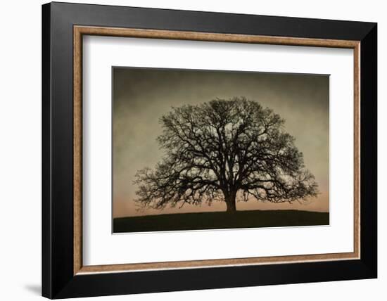 Majestic Oak-David Winston-Framed Giclee Print