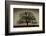 Majestic Oak-David Winston-Framed Giclee Print