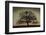 Majestic Oak-David Winston-Framed Giclee Print