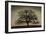 Majestic Oak-David Winston-Framed Art Print