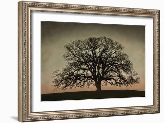 Majestic Oak-David Winston-Framed Art Print