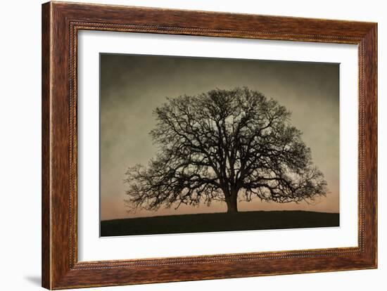 Majestic Oak-David Winston-Framed Art Print