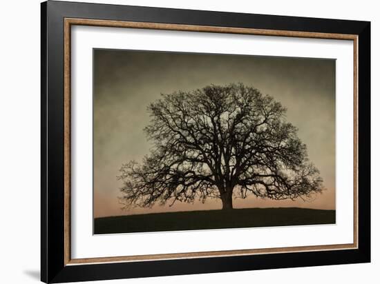 Majestic Oak-David Winston-Framed Art Print