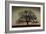 Majestic Oak-David Winston-Framed Art Print