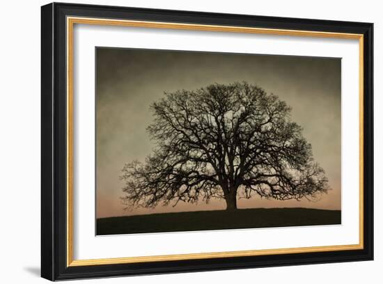 Majestic Oak-David Winston-Framed Art Print