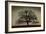 Majestic Oak-David Winston-Framed Art Print