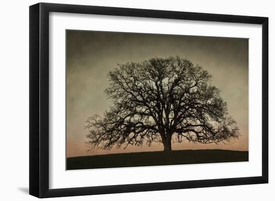 Majestic Oak-David Winston-Framed Art Print