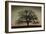 Majestic Oak-David Winston-Framed Art Print