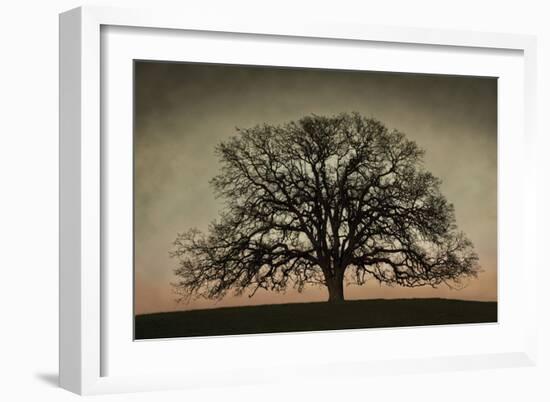 Majestic Oak-David Winston-Framed Art Print