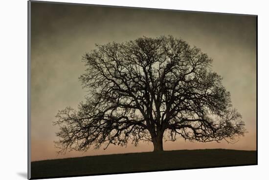 Majestic Oak-David Winston-Mounted Art Print