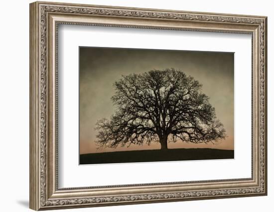 Majestic Oak-David Lorenz Winston-Framed Art Print