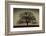 Majestic Oak-David Lorenz Winston-Framed Art Print