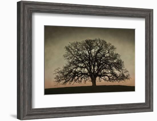 Majestic Oak-David Lorenz Winston-Framed Art Print