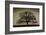 Majestic Oak-David Lorenz Winston-Framed Art Print