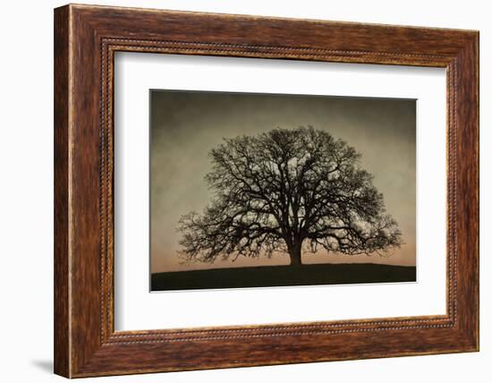 Majestic Oak-David Lorenz Winston-Framed Art Print