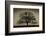 Majestic Oak-David Lorenz Winston-Framed Art Print