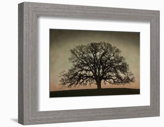 Majestic Oak-David Lorenz Winston-Framed Art Print