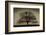 Majestic Oak-David Lorenz Winston-Framed Art Print