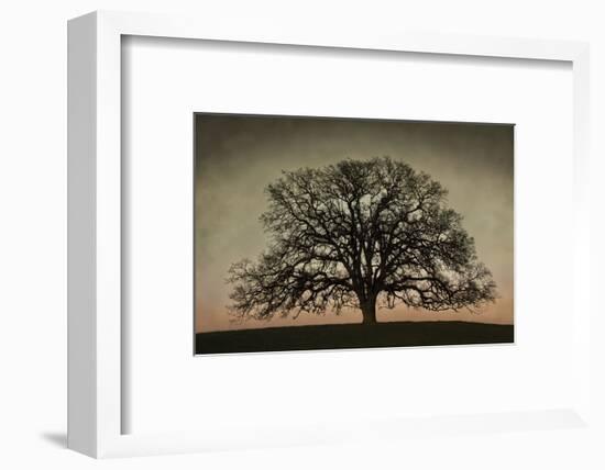 Majestic Oak-David Lorenz Winston-Framed Art Print