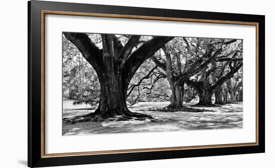 Majestic Oaks I-Jeff Maihara-Framed Giclee Print