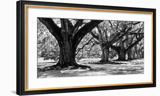 Majestic Oaks I-Jeff Maihara-Framed Giclee Print