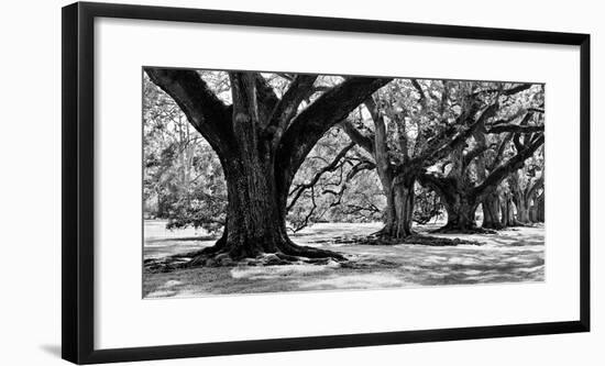 Majestic Oaks I-Jeff Maihara-Framed Giclee Print