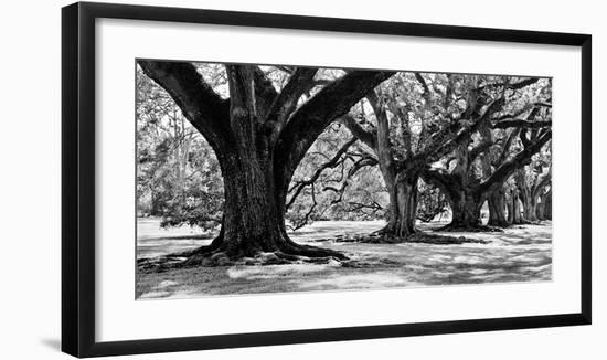 Majestic Oaks I-Jeff Maihara-Framed Giclee Print