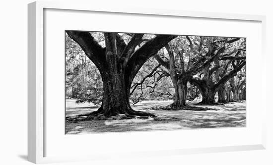 Majestic Oaks I-Jeff Maihara-Framed Giclee Print