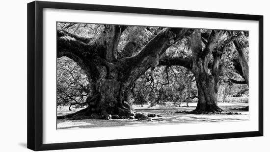 Majestic Oaks II-Jeff Maihara-Framed Giclee Print